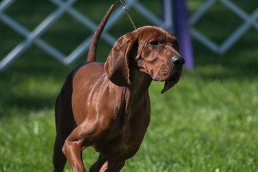 Redbone Coonhound walking in the bright sunlight