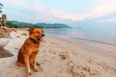 Dog in a collar sitting on a tropical beach at sunset