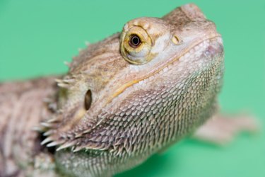 Closeup of a Bearded Dragon