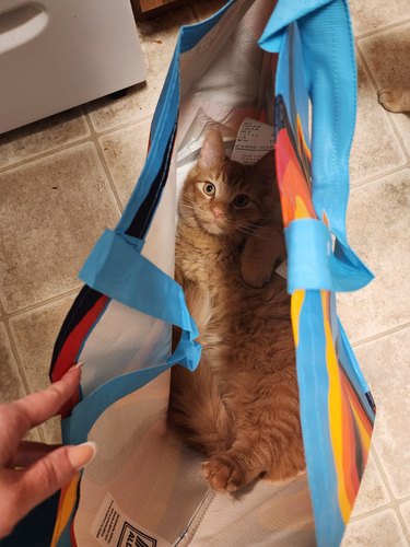 orange cat in Aldi shopping bag.