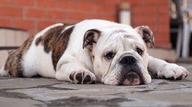 A young sad english bulldog lies in the yard in front of the house on the street and looks at the camera. Slow motion. Pet concept