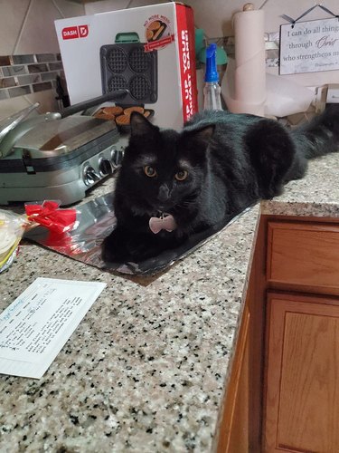 cat sitting on aluminum foil.