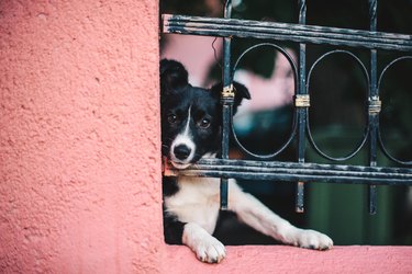 Curious Puppy looking between old fence