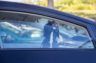 dog pokes its muzzle out of the car window