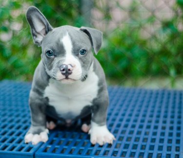 Cute dog outdoor shot