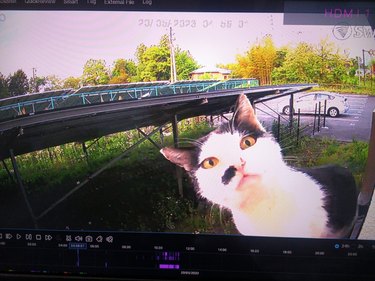 A cat stares at a house security camera.