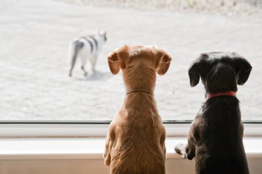 two small dogs watching a cat outside the window