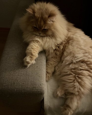 a fluffy cat staring at their paw.