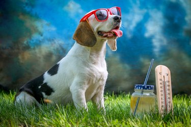 Happy dog lying on grass and feels warm with sunglasses and lemonade, thermometer