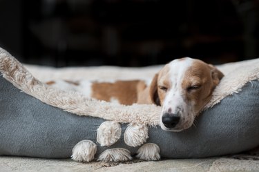 Dachshund puppy sleeping cozy at home in his dog bed