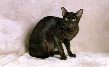 Havana brown domestic cat on a white background.