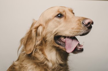 Golden Retriever sitting for portrait