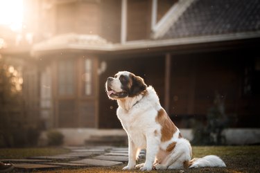 saint bernard dog sitting in front of a house, morning light