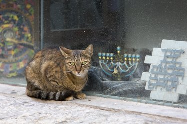 Tabby cat with green eyes