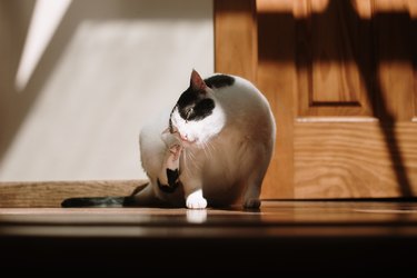 Black and white cat scratching itself next to door