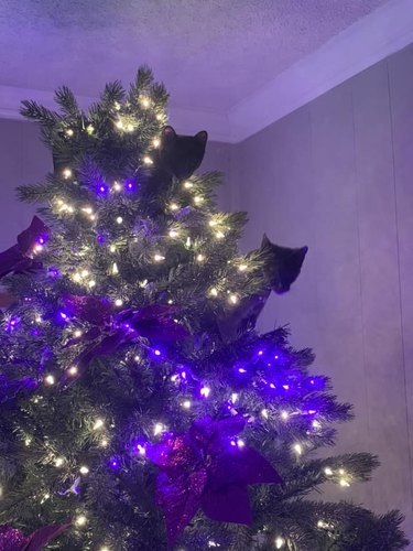 two black cats climb to top of Christmas tree.