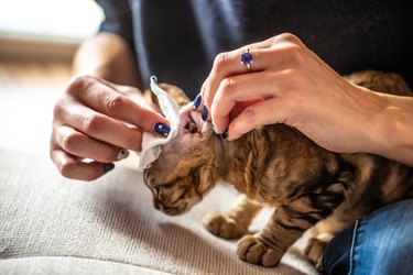 Daily Cleaning of Devon Rex Kitten Ears - stock photo