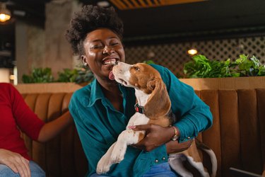 Cute Beagle puppy licking, her female owner of Black ethnicity