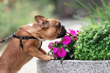 Cute french bulldog dog licking and sniffing flowers outdoors