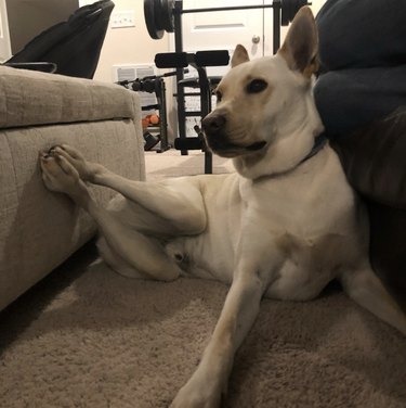 White shepherd dog between two couches.