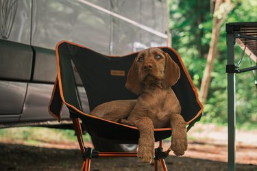 Cute dog on camping trip