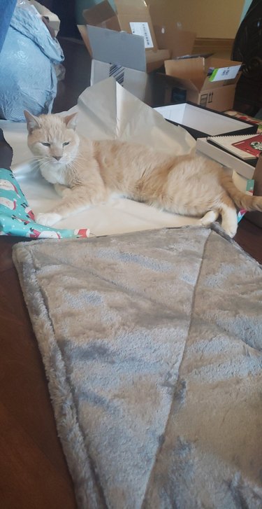 Beige and white cat sleeping on wrapping paper.