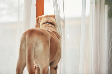 Dog waiting alone at home