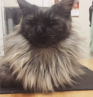 a black and gray cat with a very fluffy neck.