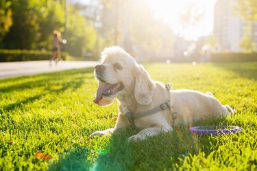 Cocker spaniel lies on green grass in a city park.