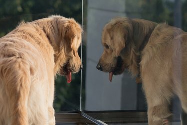 Golden retriever dog looking on a balcony at sunny day.