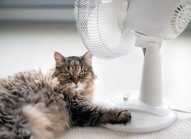 Cute cat in front of fan while lying on carpet and looking at camera.