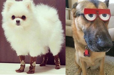 dog in socks next to dog wearing glasses