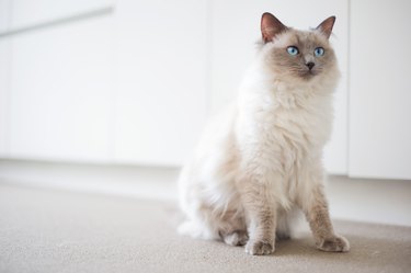 Ragdoll cat with light blue eyes looking ahead.