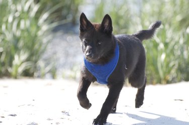 Black dog running