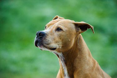 American Pit Bull Terrier Looking Away on green background