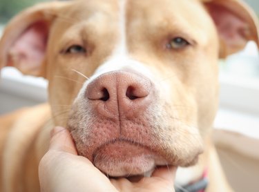 Hand holding dog head with love looking at camera.