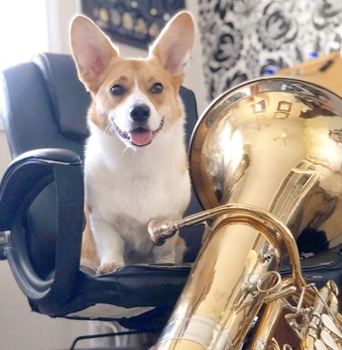 a corgi with a tuba