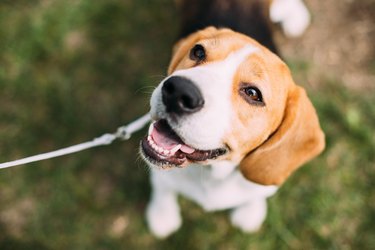 Beautiful Tricolor Puppy Of English Beagle Sitting On Green Grass. Smiling Dog