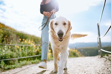 Young Woman Walks Her Dog In California Park