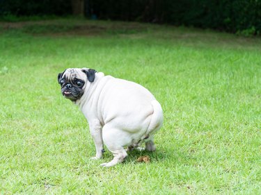 large pug pooping