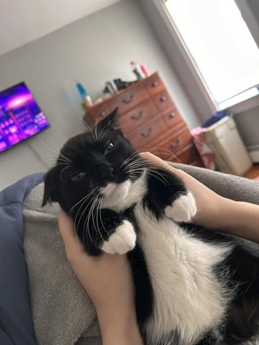 person holding tuxedo cat.