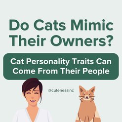 Instagram post that says, "Do Cats Mimic Their Owners? Cat Personality Traits Can Come From Their People" with graphic illustrations of a woman and a ginger cat.  