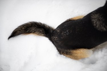 Tail of a dog on snow