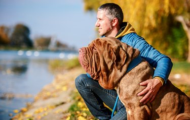 Neapolitan mastiff. Dog owner with his best friend having fun in the park. Pets and animals concept