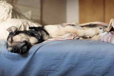 Dog sleeping in his bed