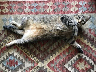 Awkward View of a Tabby Cat Stretched out on a Rug