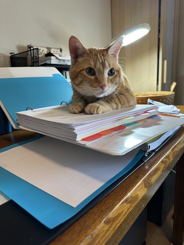 orange cat helping person with course prep.