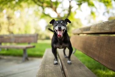 Small Dog on Bench Outdoors