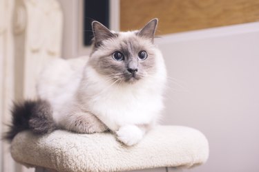 Ragdoll cat lying down, portrait