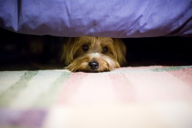 terrier dog hiding under a bed.